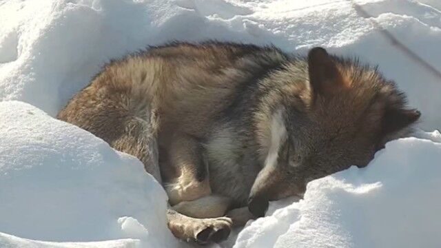 オオカミ、雪の上で心地よく眠る。保護センターで撮影された心温まる動画でほっこりしよう。