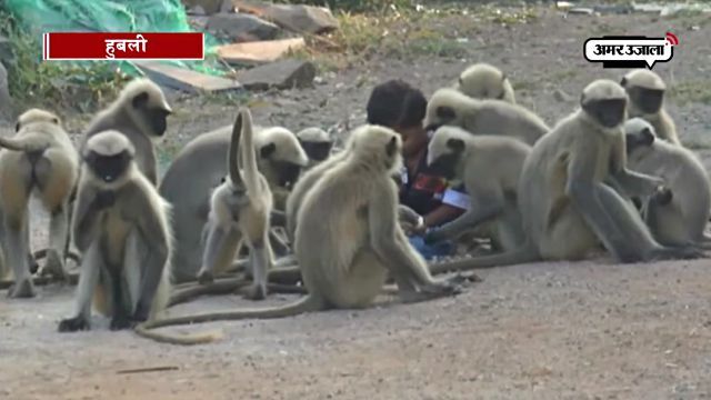 hanumanlangurs1