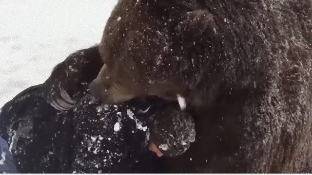 bear-2_e