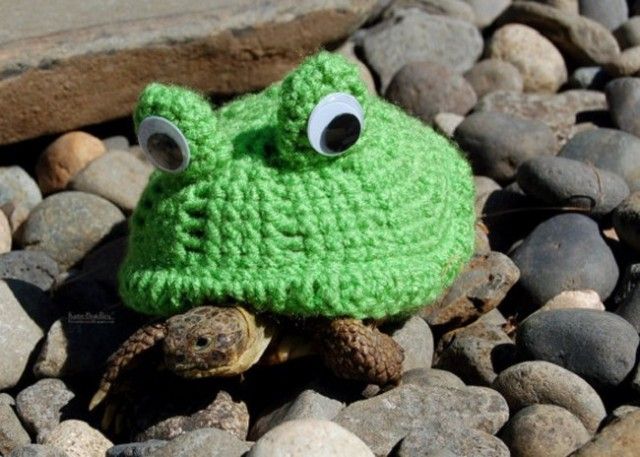 sweater-tortoise-frog_e