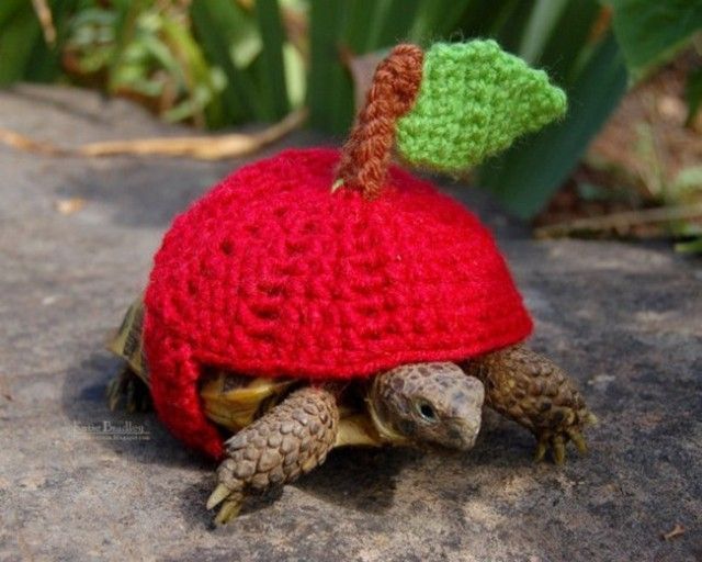 sweater-tortoise-apple_e