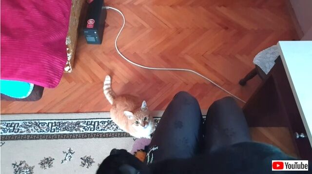 twocatsonelap1_640