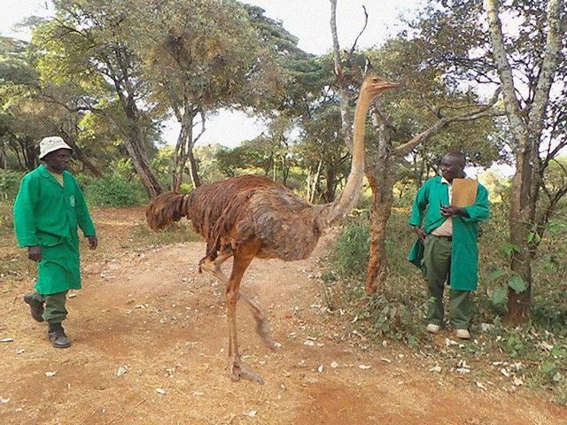 ostrich-snuggles-orphaned-elephants-3_e