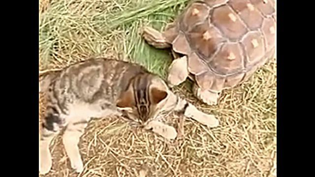 catntortoise2