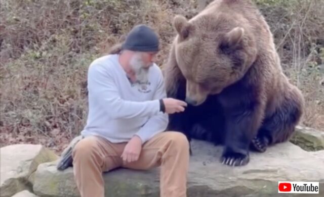 ダメだってば？えーなんで？巨大なクマーとおしゃべりを楽しむ男性