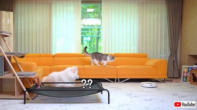 milkynroomba3_640