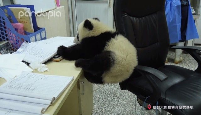 pandababyonoffice2_e
