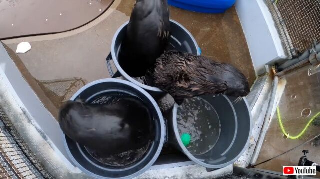 seaotters7_640