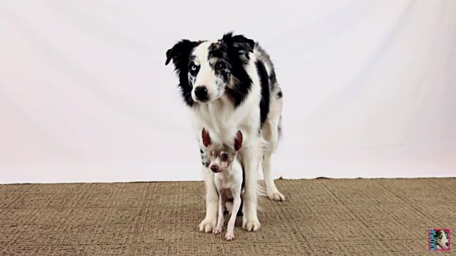 dogtricks2