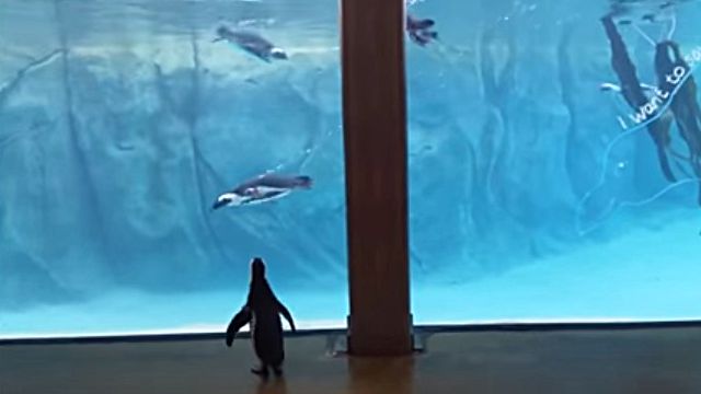 penguinwatch1