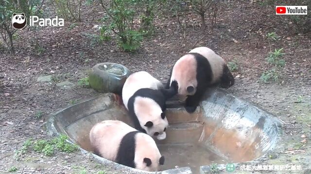 pandabath5_640