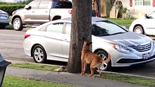 dogchasessquirrel3