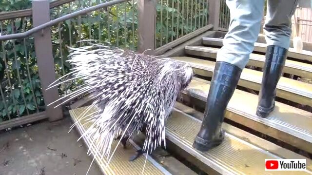 porcupine6_640