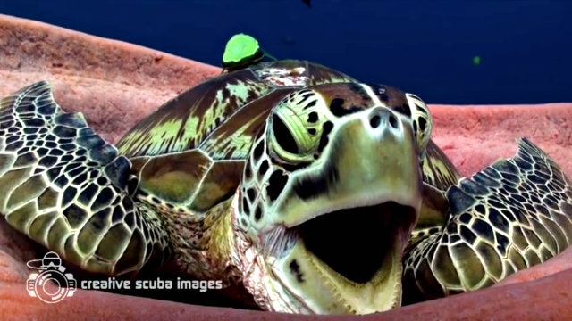 seaturtle4