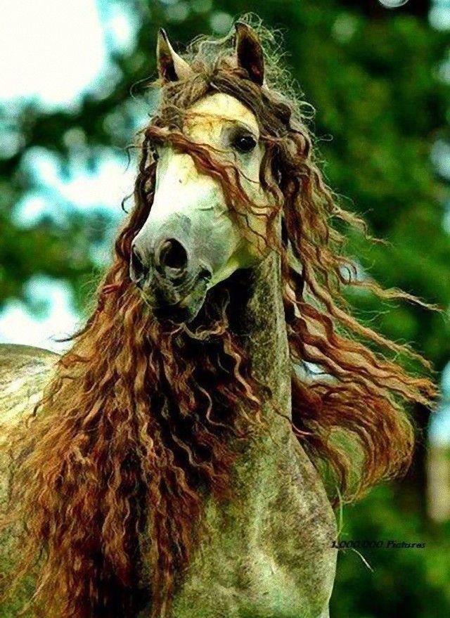horse4_e