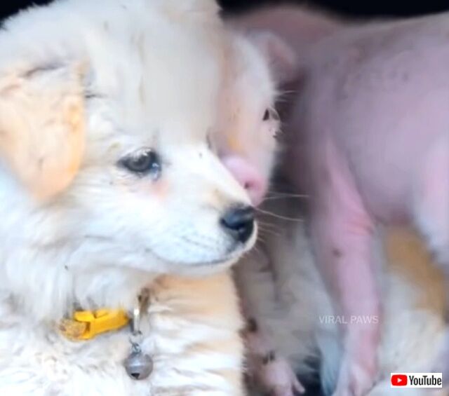 puppiesnpigs4_640