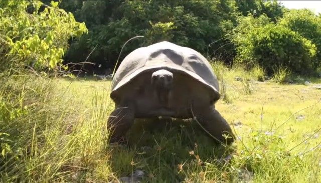 matingtortoises7_e