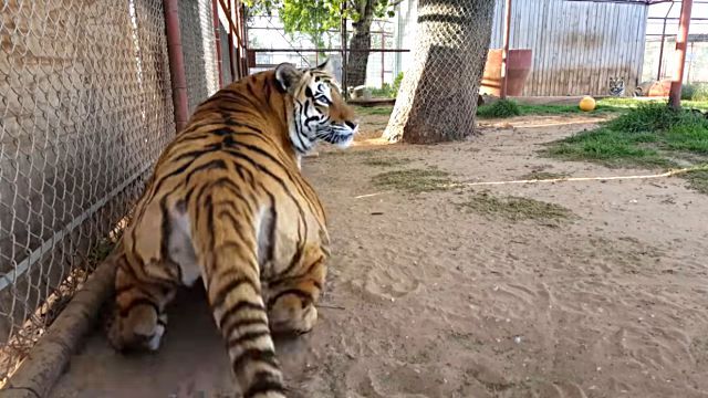 tiger2