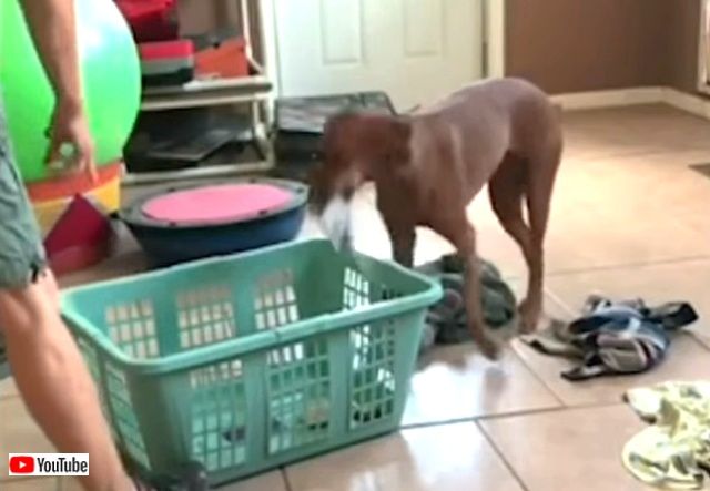 bestpet20190901_5_640