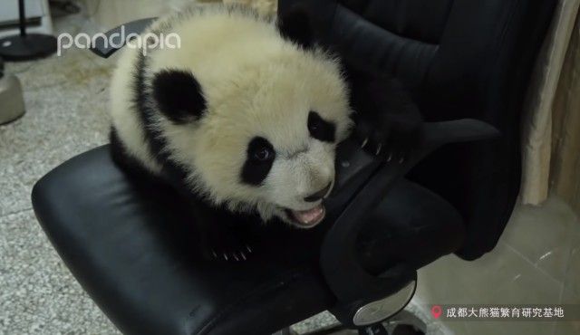 pandababyonoffice0_e