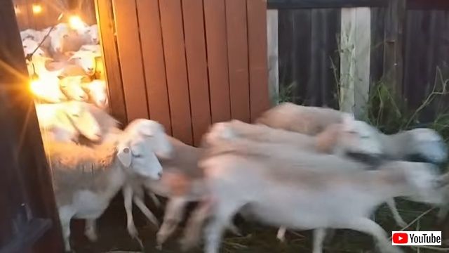 sheep6_batch