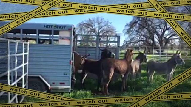 burro1-frame