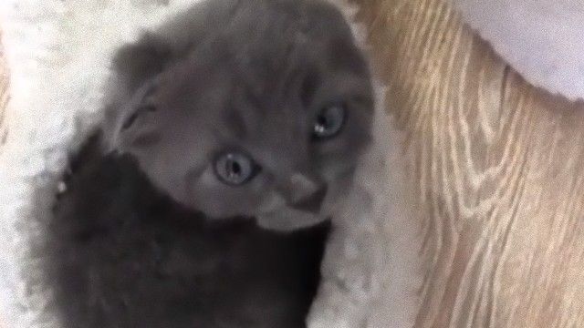 もこふわスリッパの中には小猫がひとつ…室内履き注意！スリッパの中で小猫が昼寝していた姿に関する海外の反応