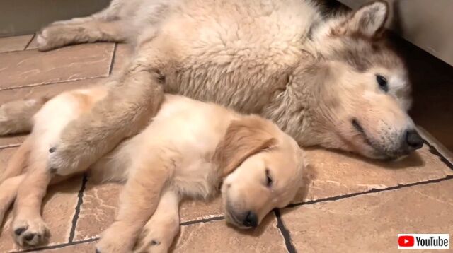 goldenpuppy2_640
