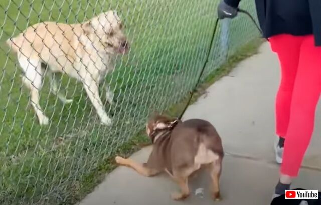 shakingpuppy4_640