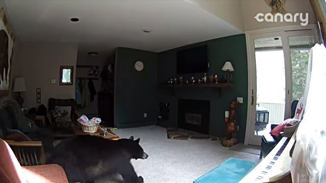 bearplayspiano2