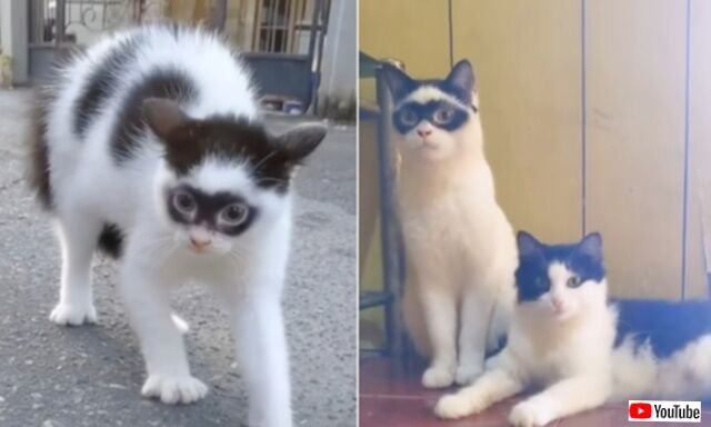 遺伝子ってなんて不思議！まるで仮面をかぶった猫、子供もそっくりの顔になる