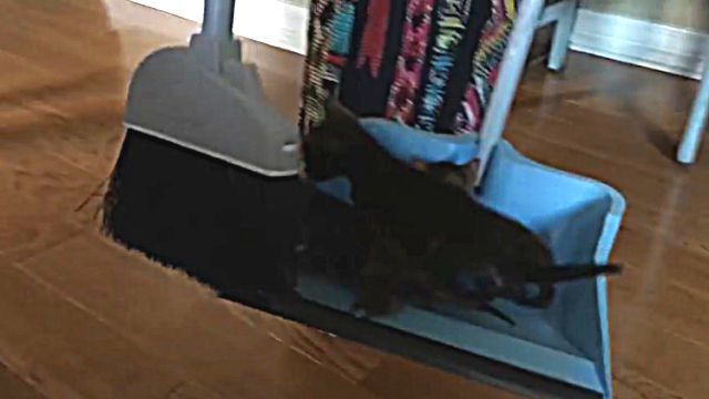 kitten3