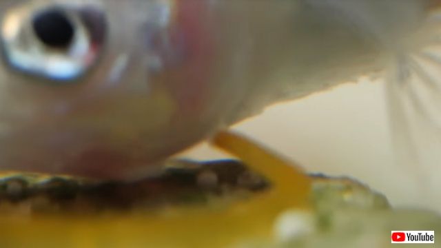 cunningsnails3_640