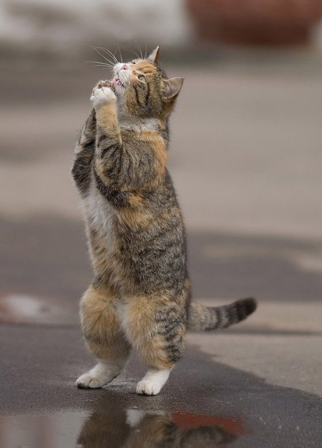 prayingcat2_e