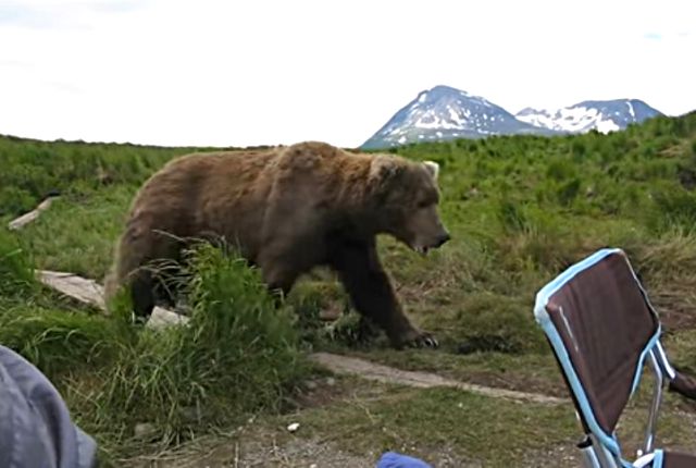 bearinalaska1