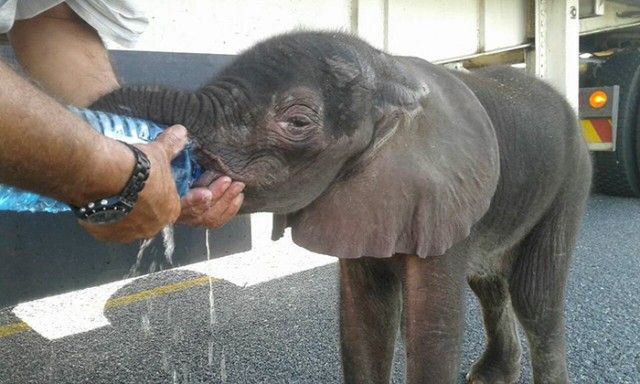 thirsty-baby-elephant-truck-drivers-give-water-botswana-2_e