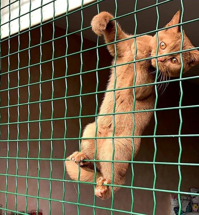 cat-4