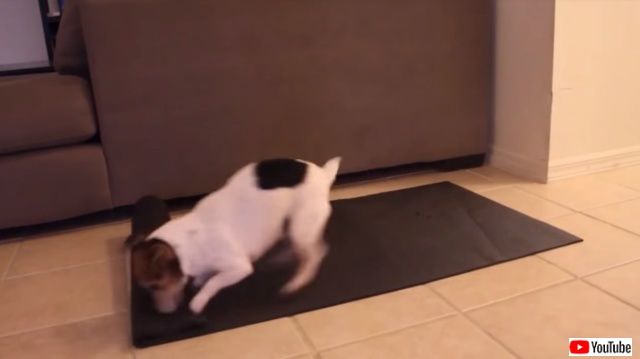 cuteyogidogs1_640