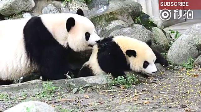 furopanda8