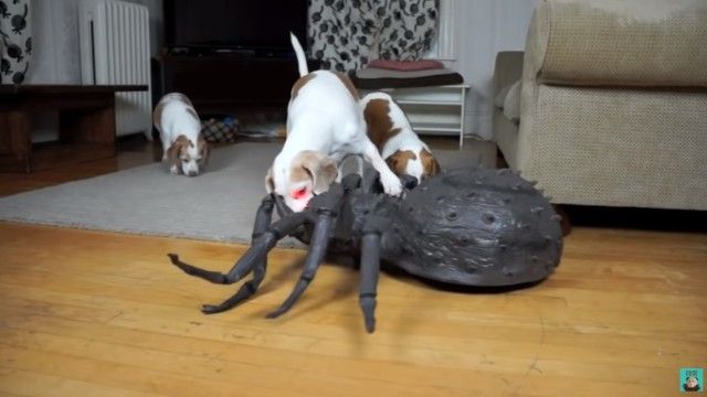 dognspider4_e