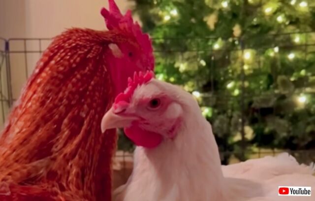 20230726_195300_batch