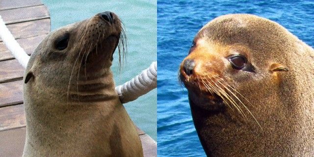 seal-or-sea-lion-difference-comparison_e