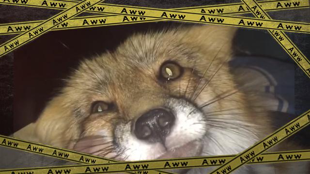 fox [www-frame