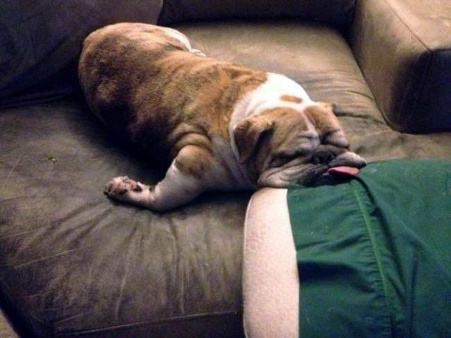 ruff_day-8_e