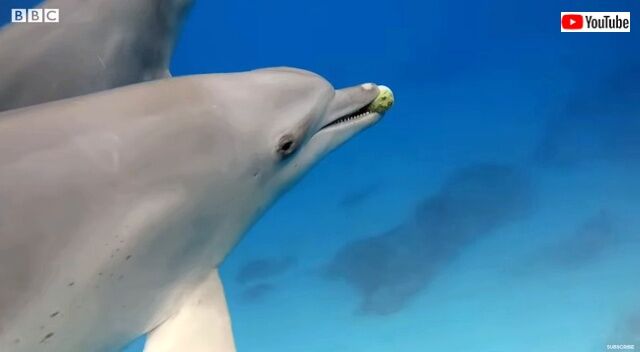 dolphinsplaypufferfish0_640