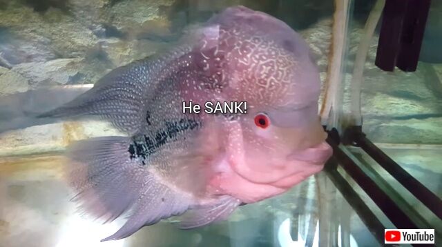 flowerhorn7_640