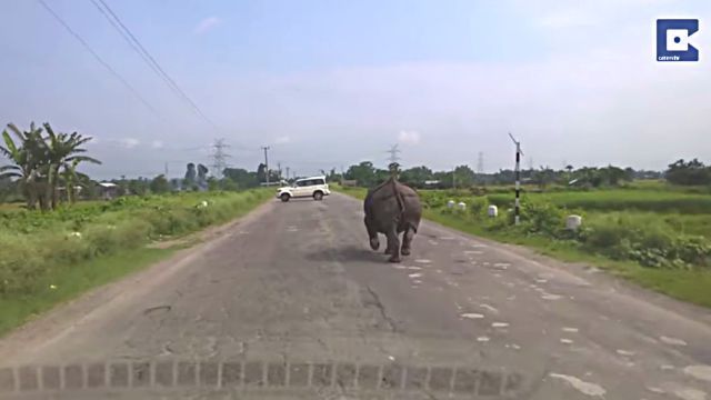 rhino0