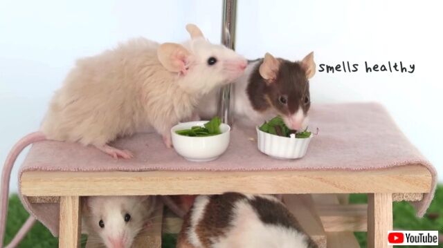 cutmicetryingfood6_640