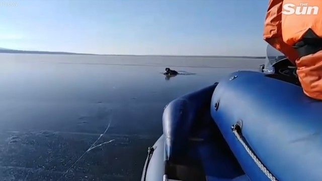 dogrescuedfromlake1_e