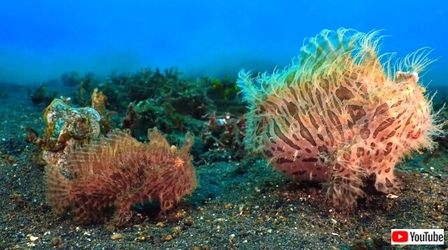 frogfish6_640